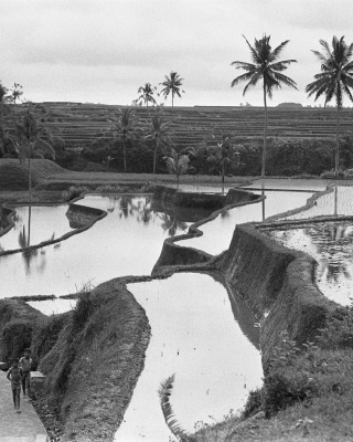 Terras rijstvelden in Bali, 1971 (foto: Joost Everts/Anefo)