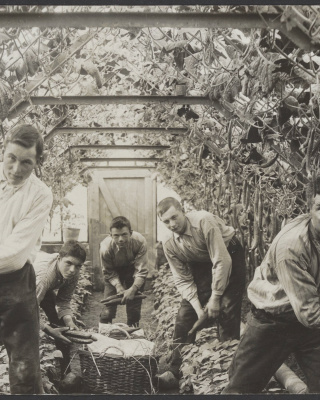 Oogsten van komkommers in een kas in het Westland, 1925, Petrus van Tol, Fotocollectie Elsevier
