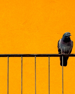 Foto: Dove. Fotograaf: Gerlos. Bron: Flickr.com