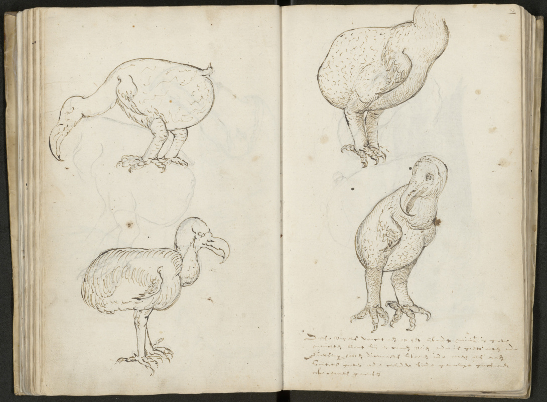 Afbeeldingen van een dodo, naar het leven getekend, in het journaal van de Gelderland, toegeschreven aan Joris Joostensz. Laerle, 1601 [1.04.01 inv.nr. 135]