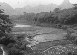 Rijstvelden in Indonesië, 1947, Wakker, H., NA, Fotocollectie Dienst voor Legercontacten Indonesië