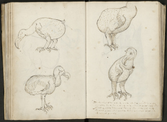 Schetsen van dodo's aan boord schip Gelderland, 1601 