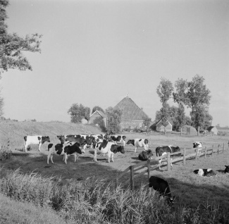 Koeien in de wei,  1932 foto: W. v.d. Poll