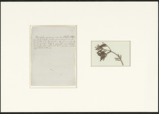 Stukje vrijheidsboom met omschrijving