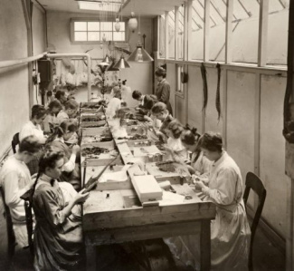 Veren voor de hoedenindustrie 1919 foto: K. Hofker